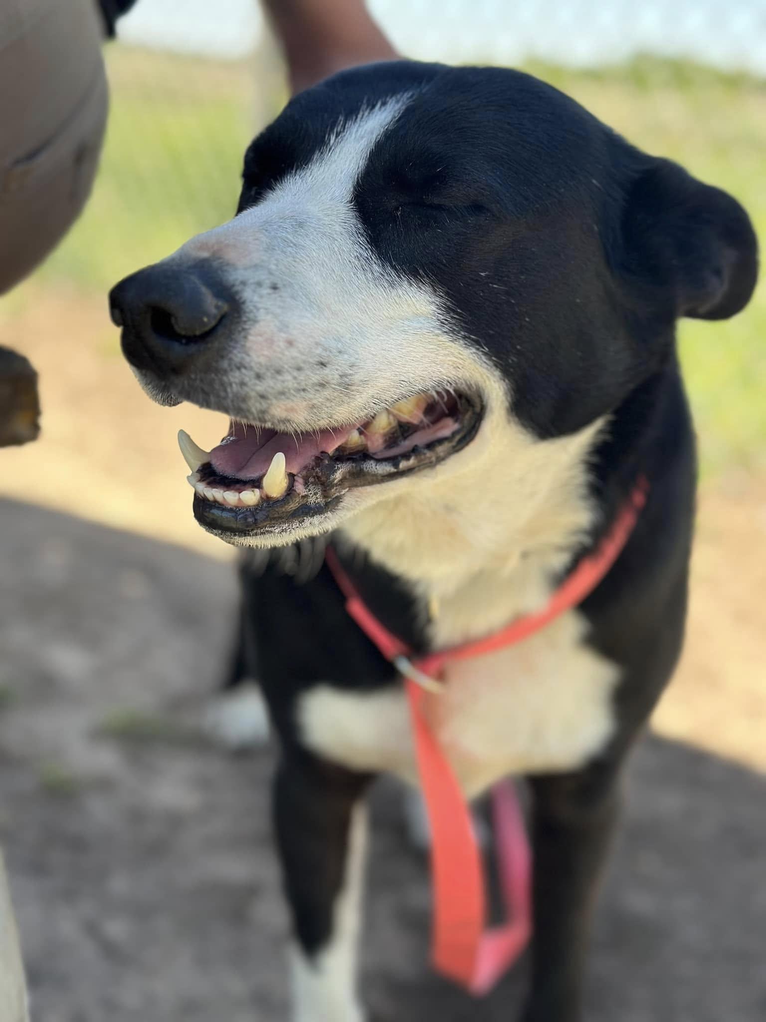 Bandit, Adoptable, Adult Male Border Collie.