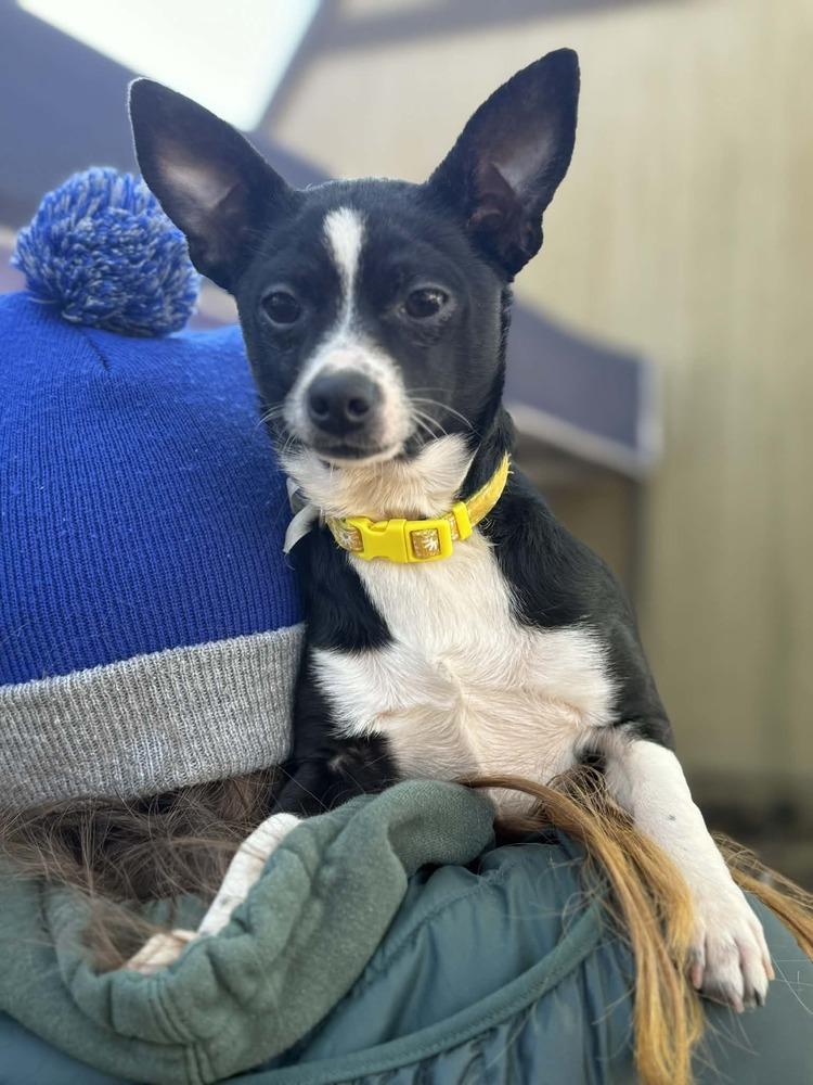 Blossom (FOSTERED LOCALLY), Adoptable, Puppy Female Chihuahua.