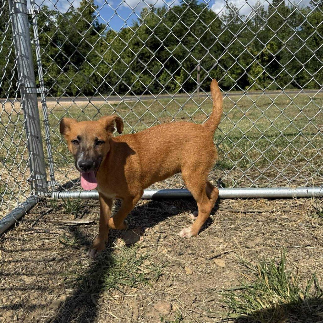 Lottie 071805, Adoptable, Young Female Shepherd & Mixed Breed.