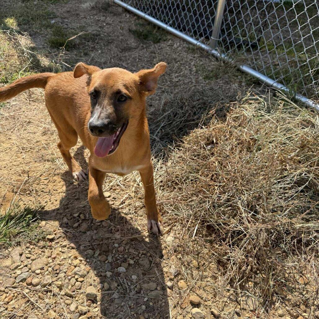 Enlarge Lottie 071805, a Adoptable mixed breed in Amory, MS image 2/6