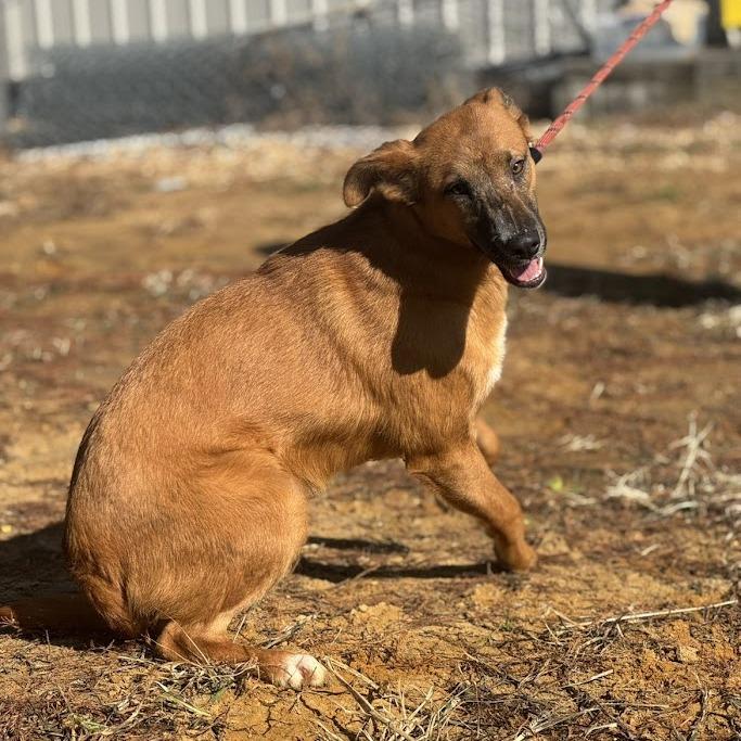 Enlarge Lottie 071805, a Adoptable mixed breed in Amory, MS image 3/6