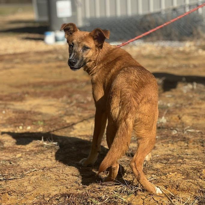 Enlarge Lottie 071805, a Adoptable mixed breed in Amory, MS image 4/6