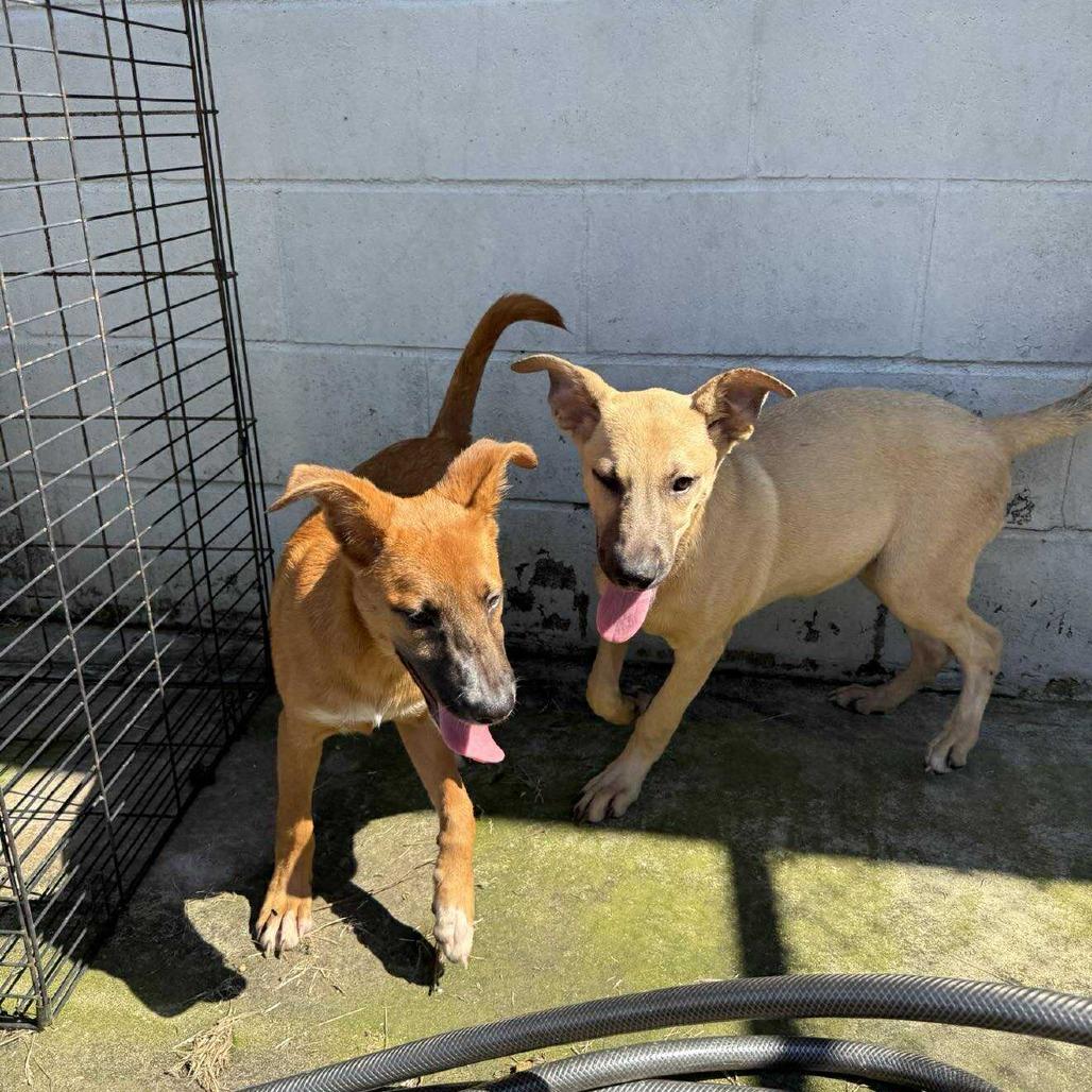 Enlarge Lottie 071805, a Adoptable mixed breed in Amory, MS image 5/6