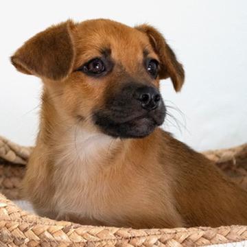 Enlarge Doris-small package, a Adoptable mixed breed in Middletown, NJ image 4/4