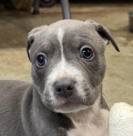 Enlarge Cowboy Buckaroo, a Adoptable mixed breed in Woburn, MA image 1/5