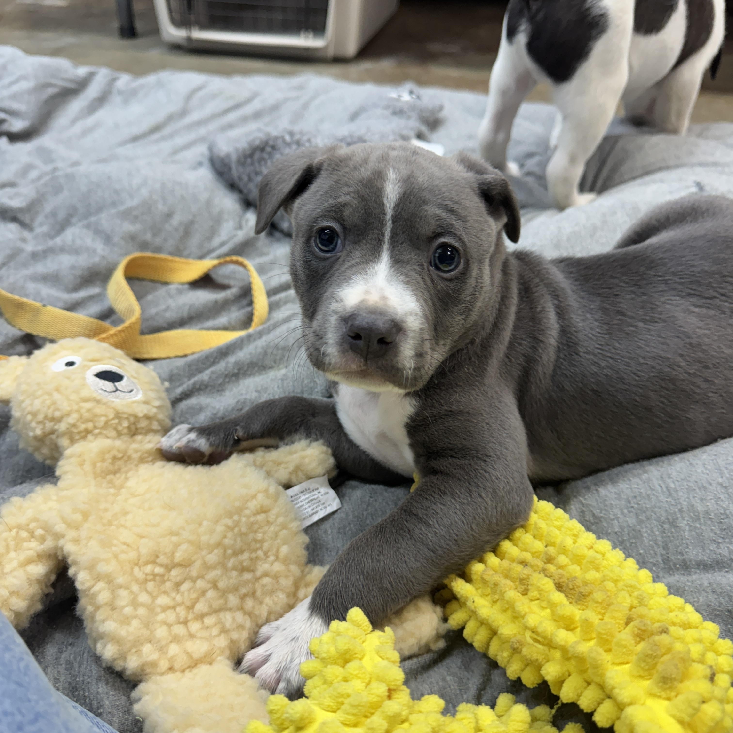 Enlarge Cowboy Buckaroo, a Adoptable mixed breed in Woburn, MA image 4/5