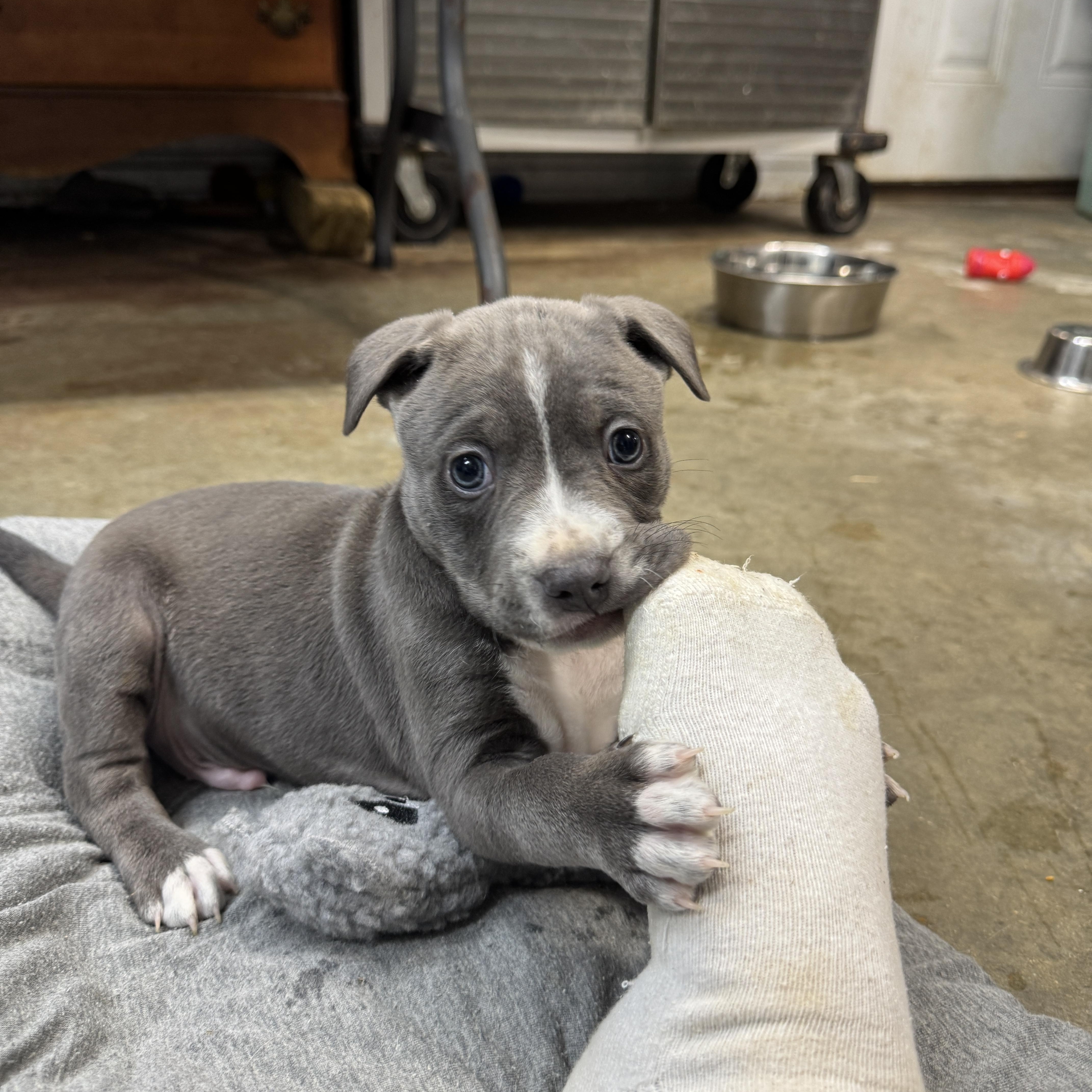 Enlarge Cowboy Buckaroo, a Adoptable mixed breed in Woburn, MA image 3/5