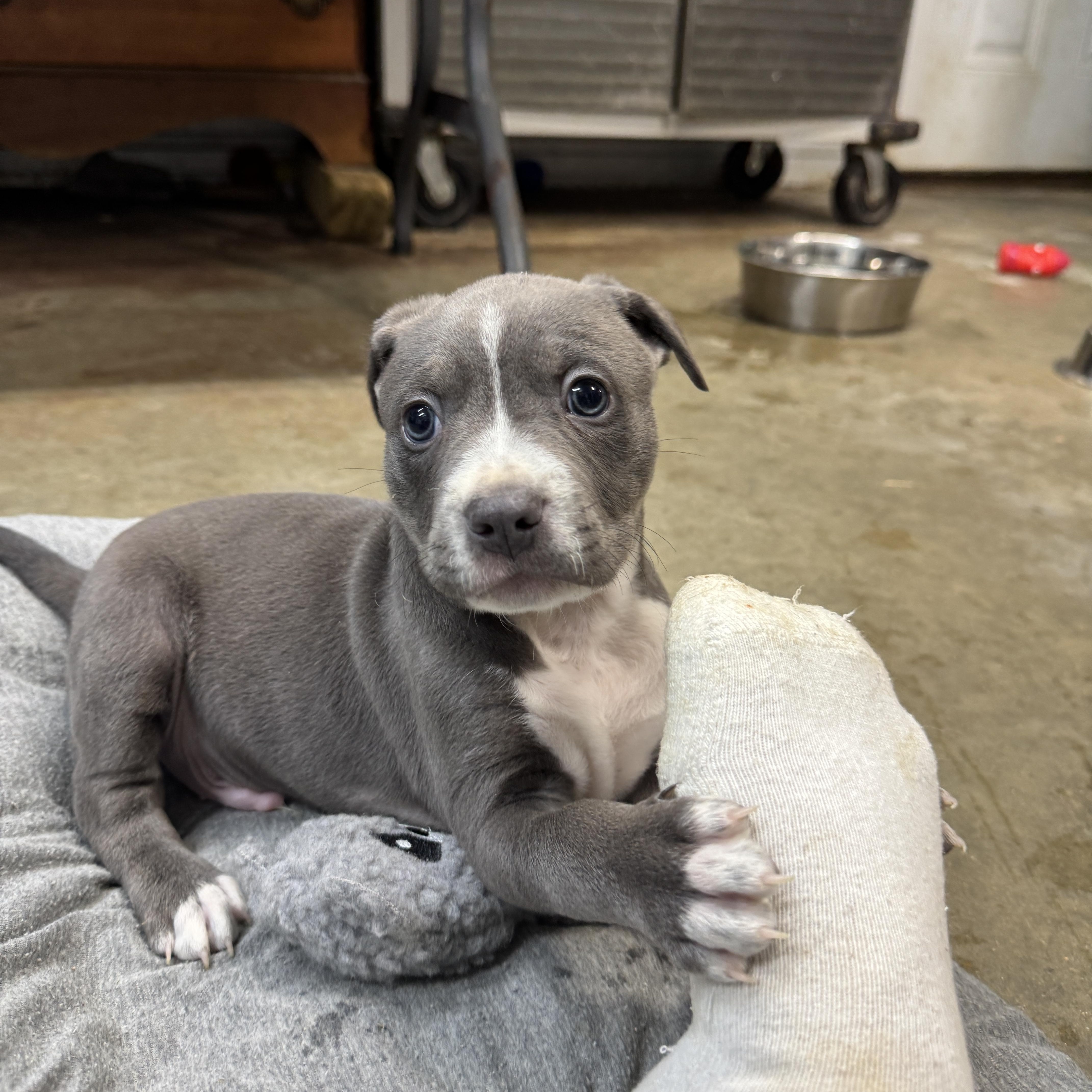Enlarge Cowboy Buckaroo, a Adoptable mixed breed in Woburn, MA image 2/5