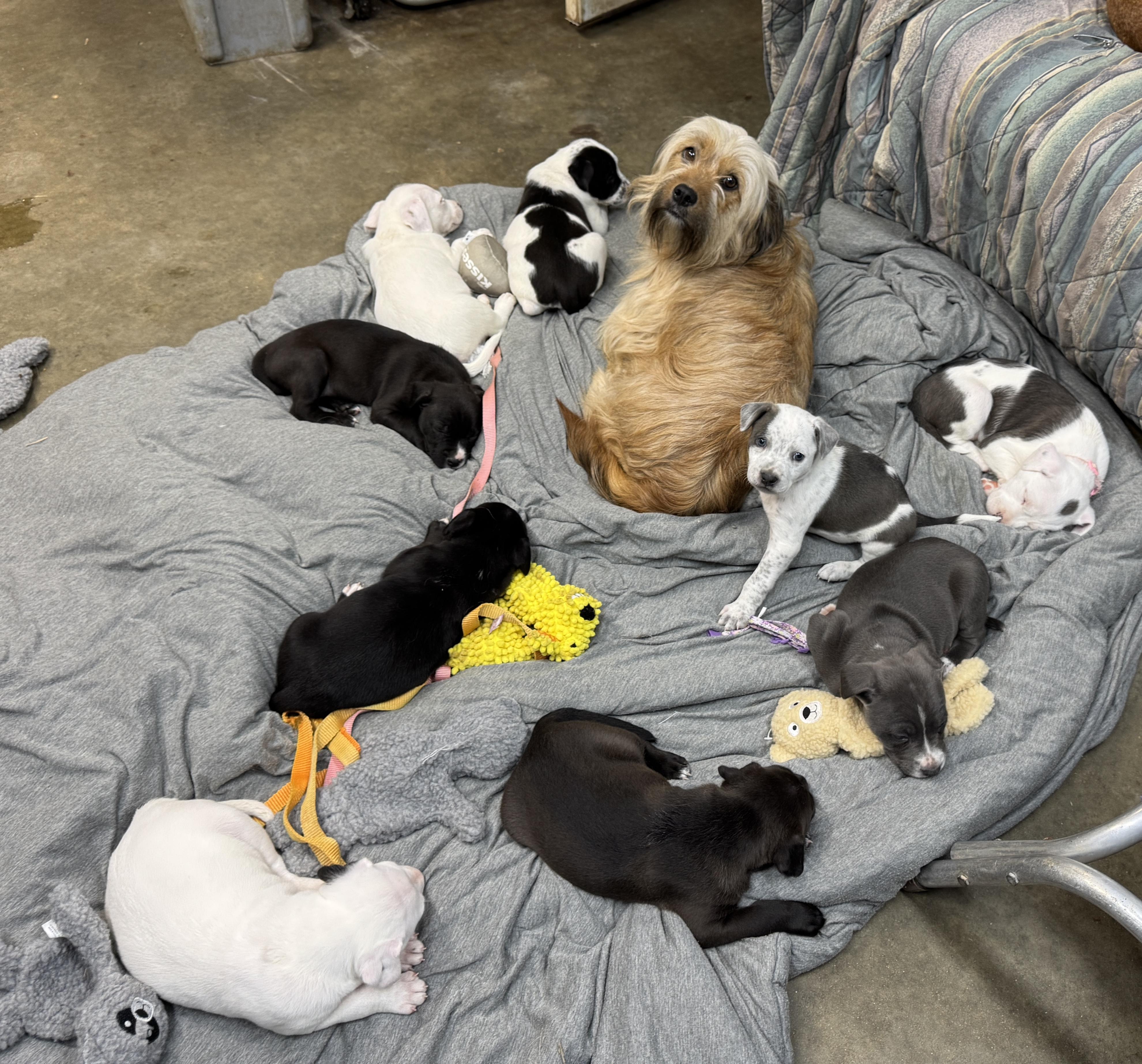 Enlarge Cowboy Buckaroo, a Adoptable mixed breed in Woburn, MA image 5/5