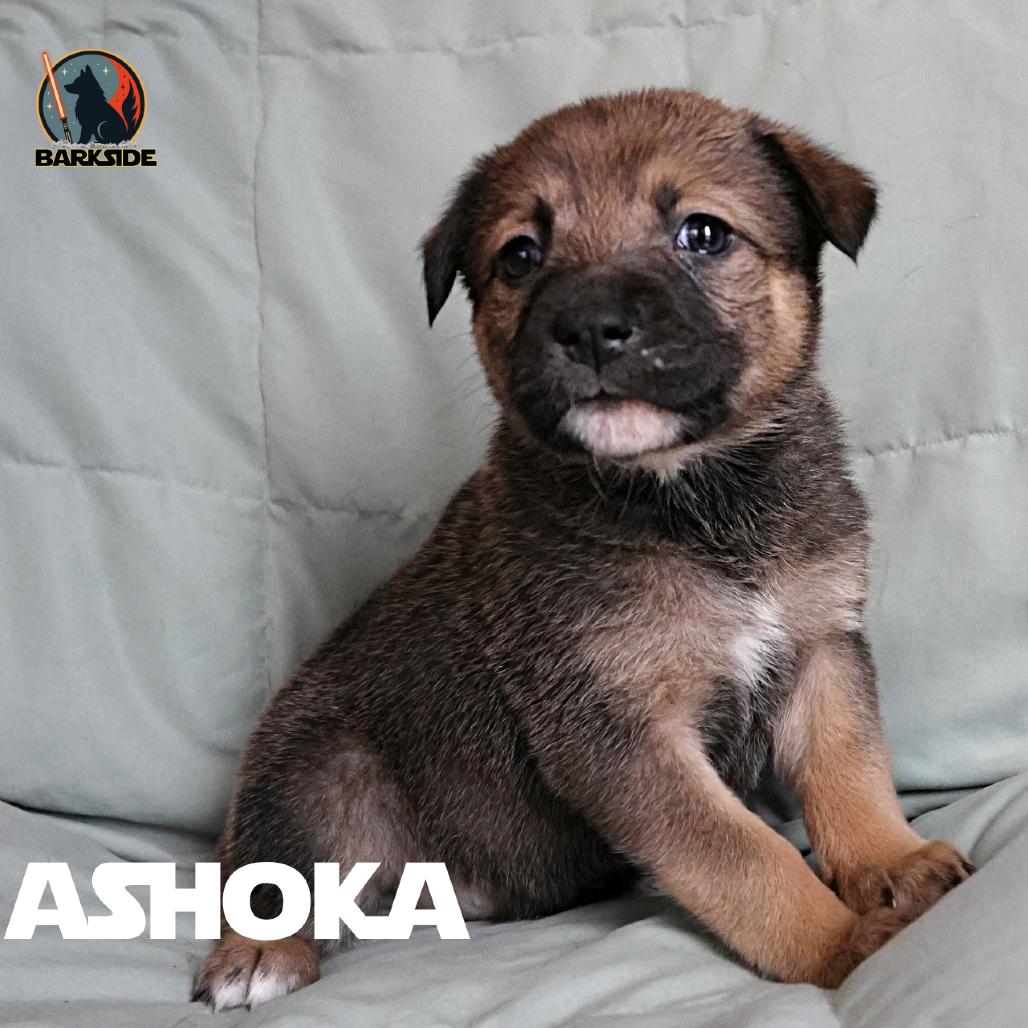 Ashoka, a Adoptable Mixed Breed in Calgary, AB image 1/5
