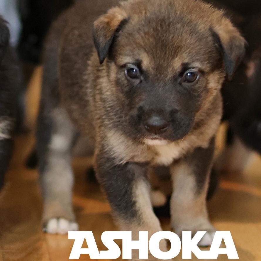 Ashoka, a Adoptable Mixed Breed in Calgary, AB image 2/5