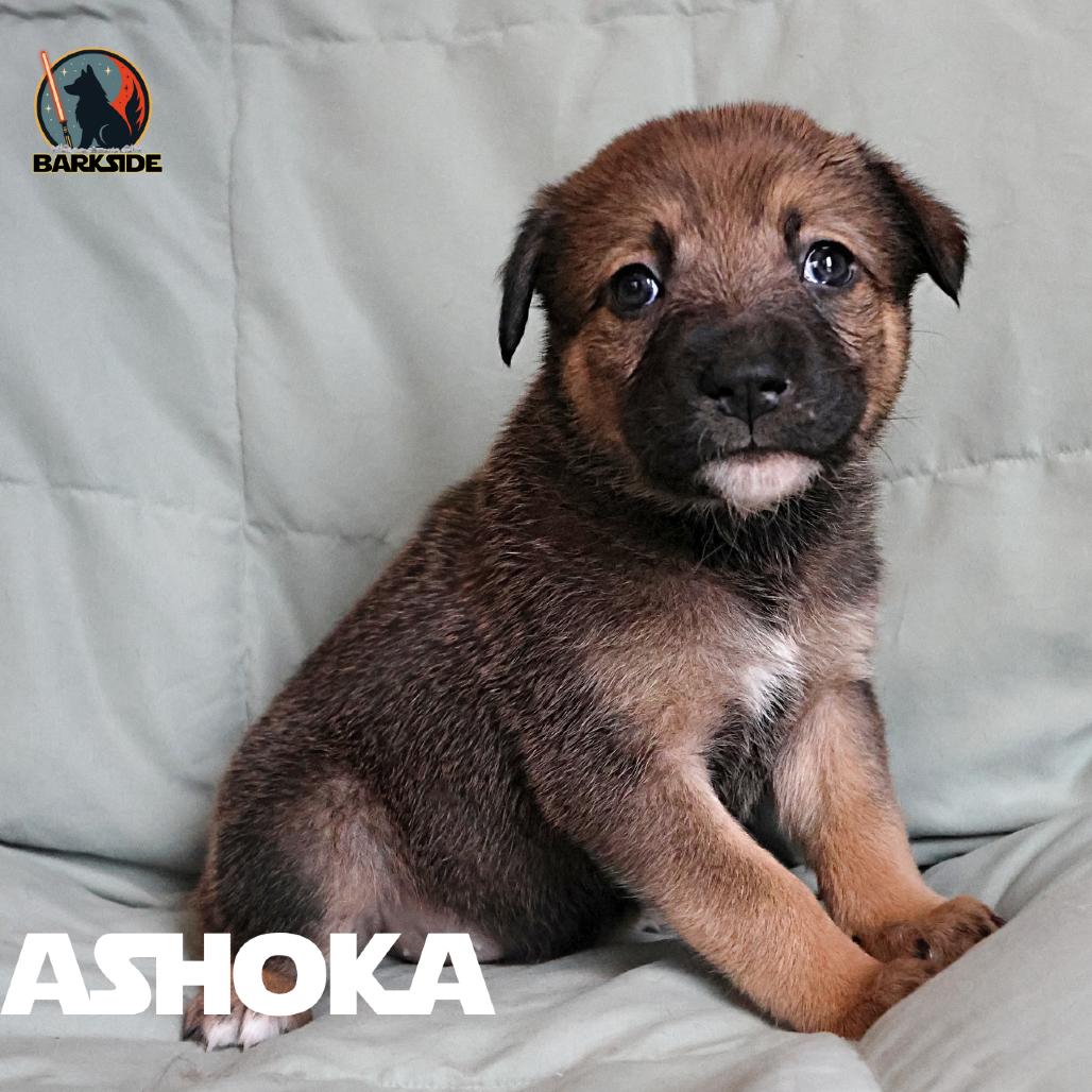 Ashoka, a Adoptable Mixed Breed in Calgary, AB image 3/5