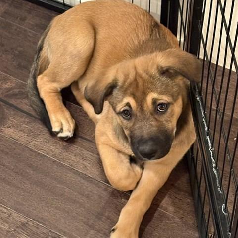 Ashoka, a Adoptable Mixed Breed in Calgary, AB image 4/6