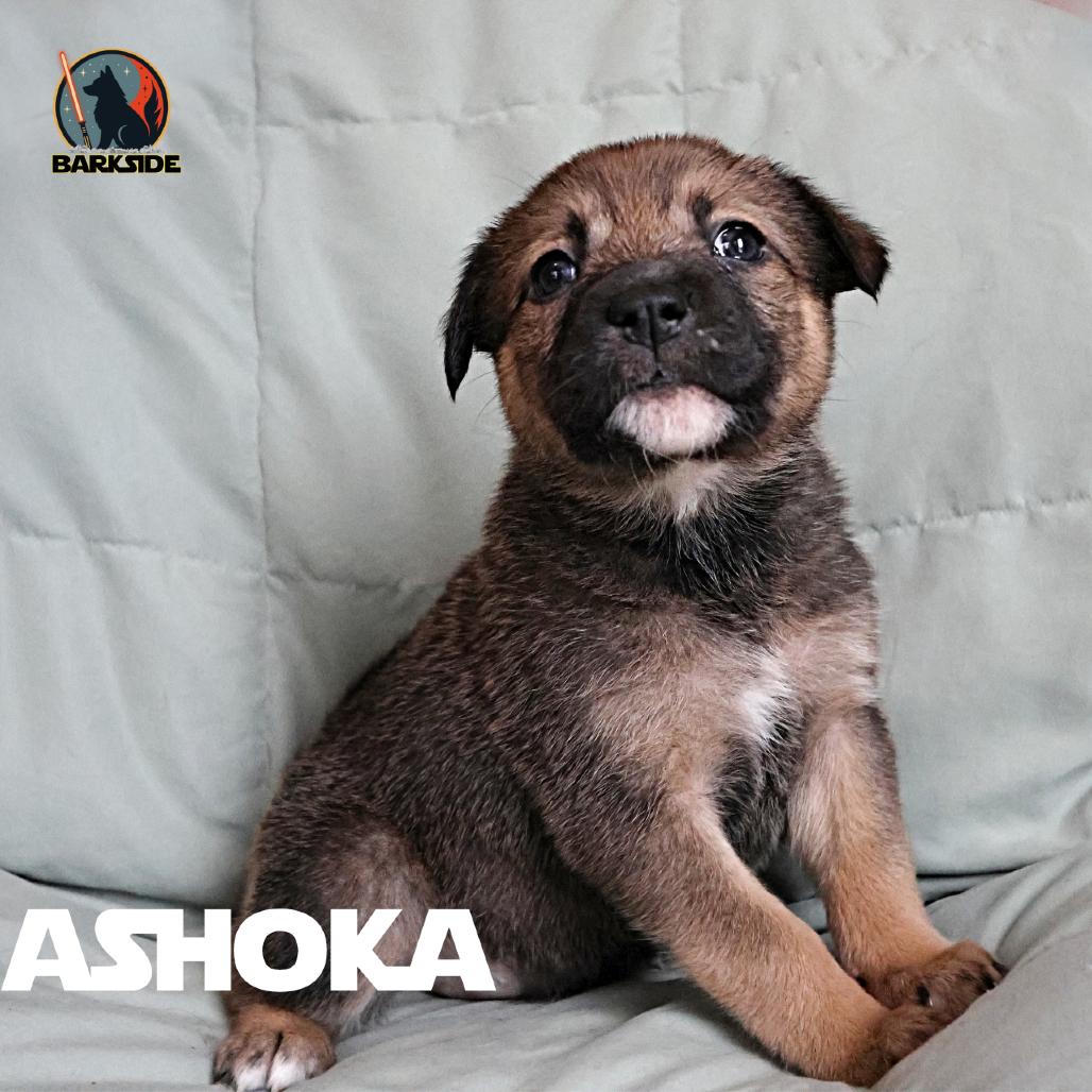 Ashoka, a Adoptable Mixed Breed in Calgary, AB image 4/5