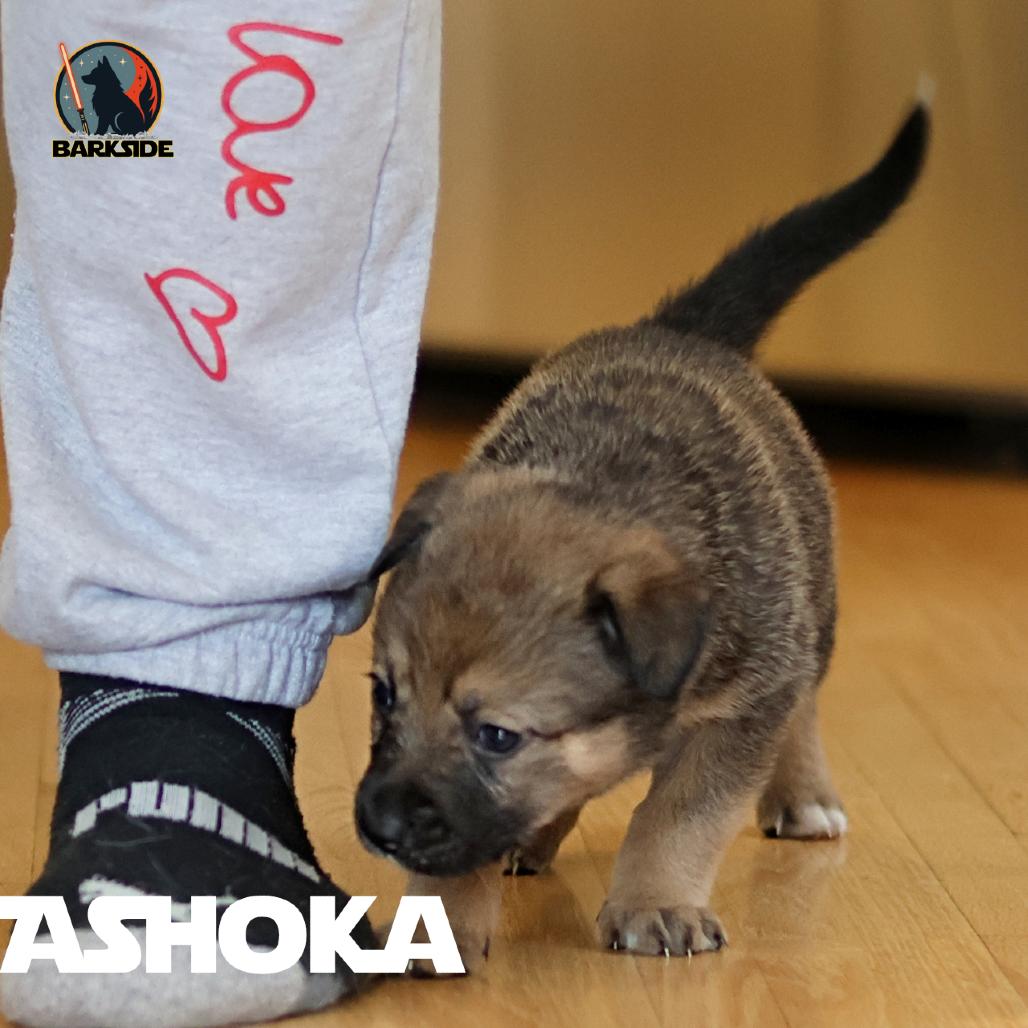 Ashoka, a Adoptable Mixed Breed in Calgary, AB image 5/5