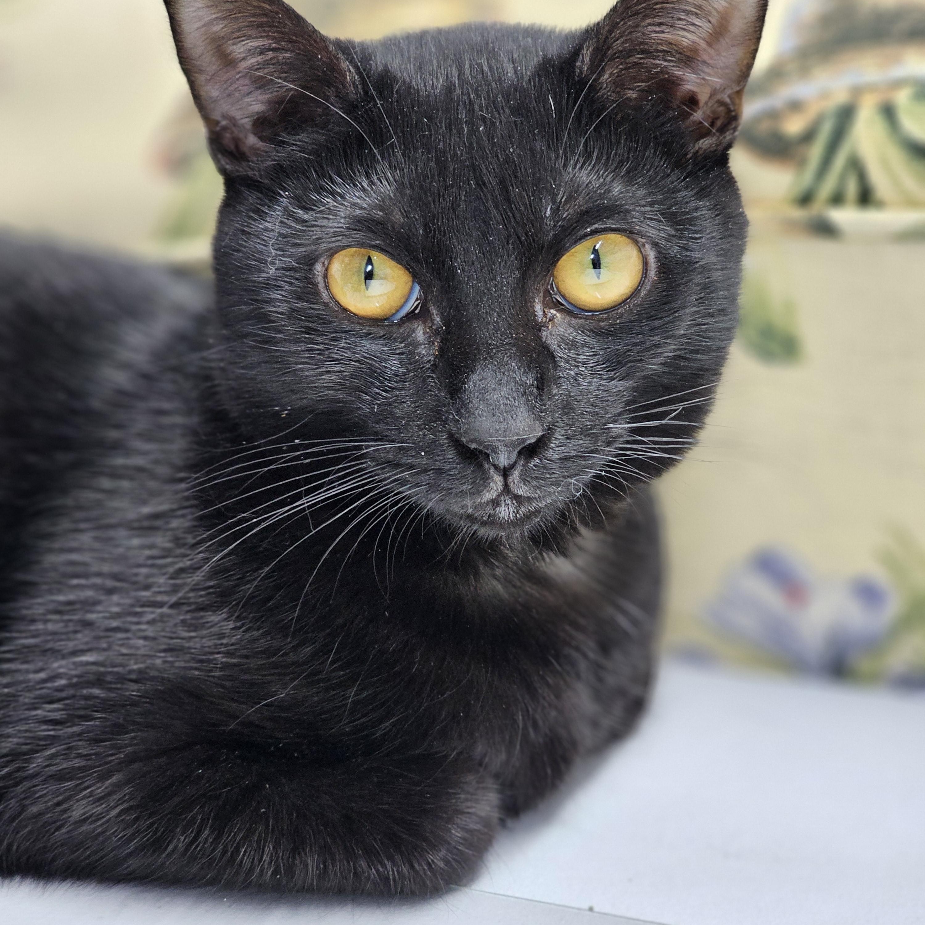 Enlarge Edwyn Rosa, an adopted Domestic Short Hair in Toledo, OH image 1/4