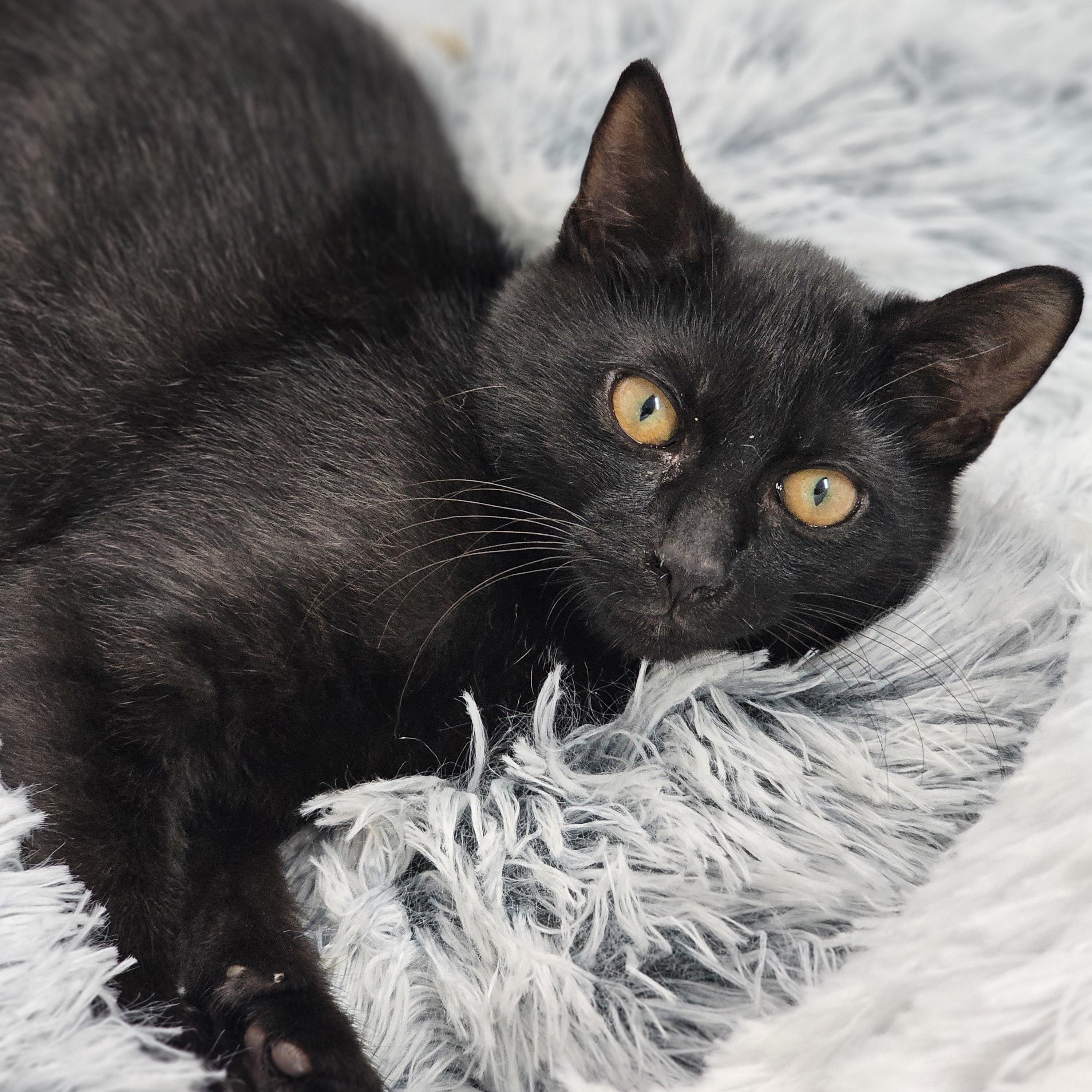 Enlarge Edwyn Rosa, a Adoptable Domestic Short Hair in Toledo, OH image 3/3