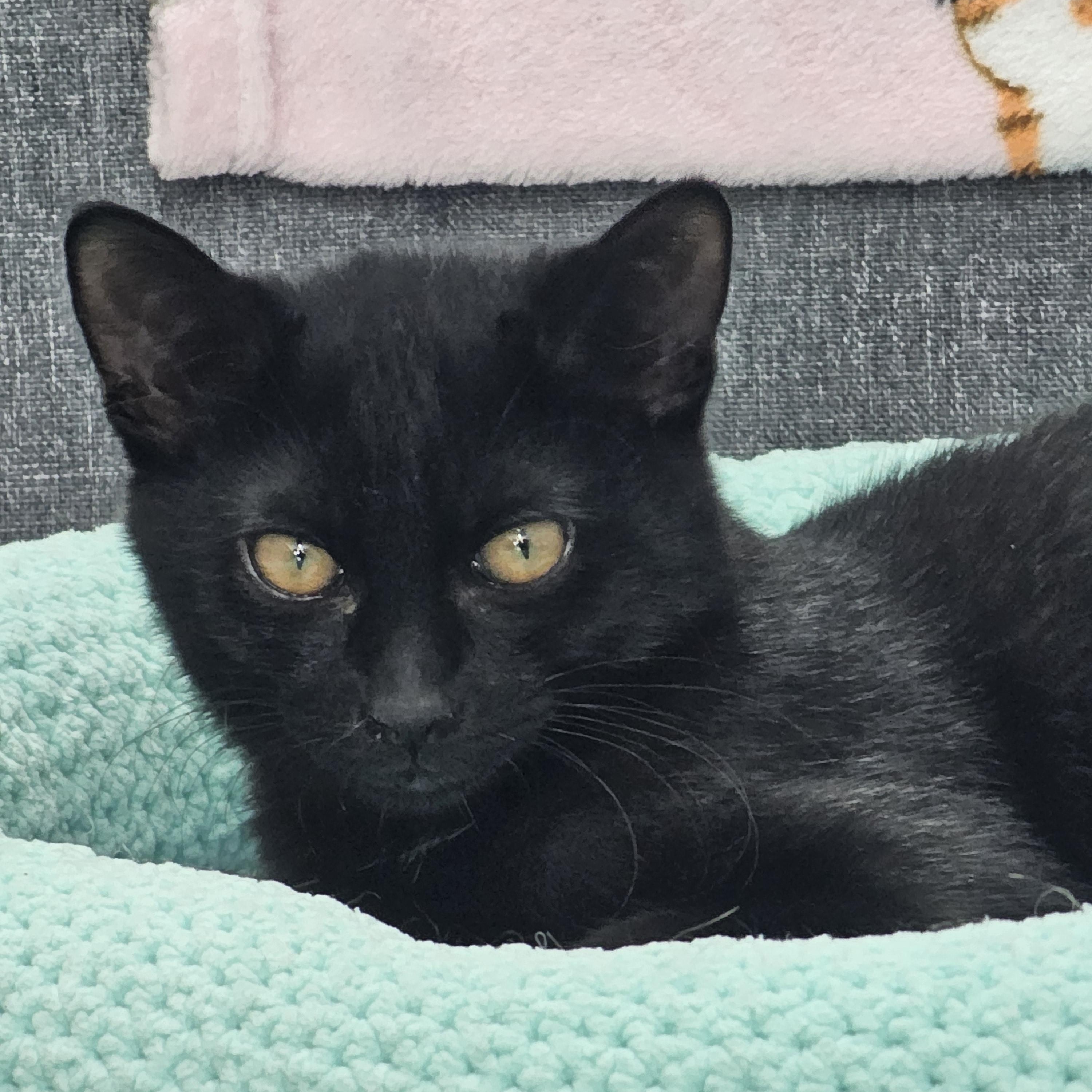 Enlarge Edwyn Rosa, a Adoptable Domestic Short Hair in Toledo, OH image 2/3