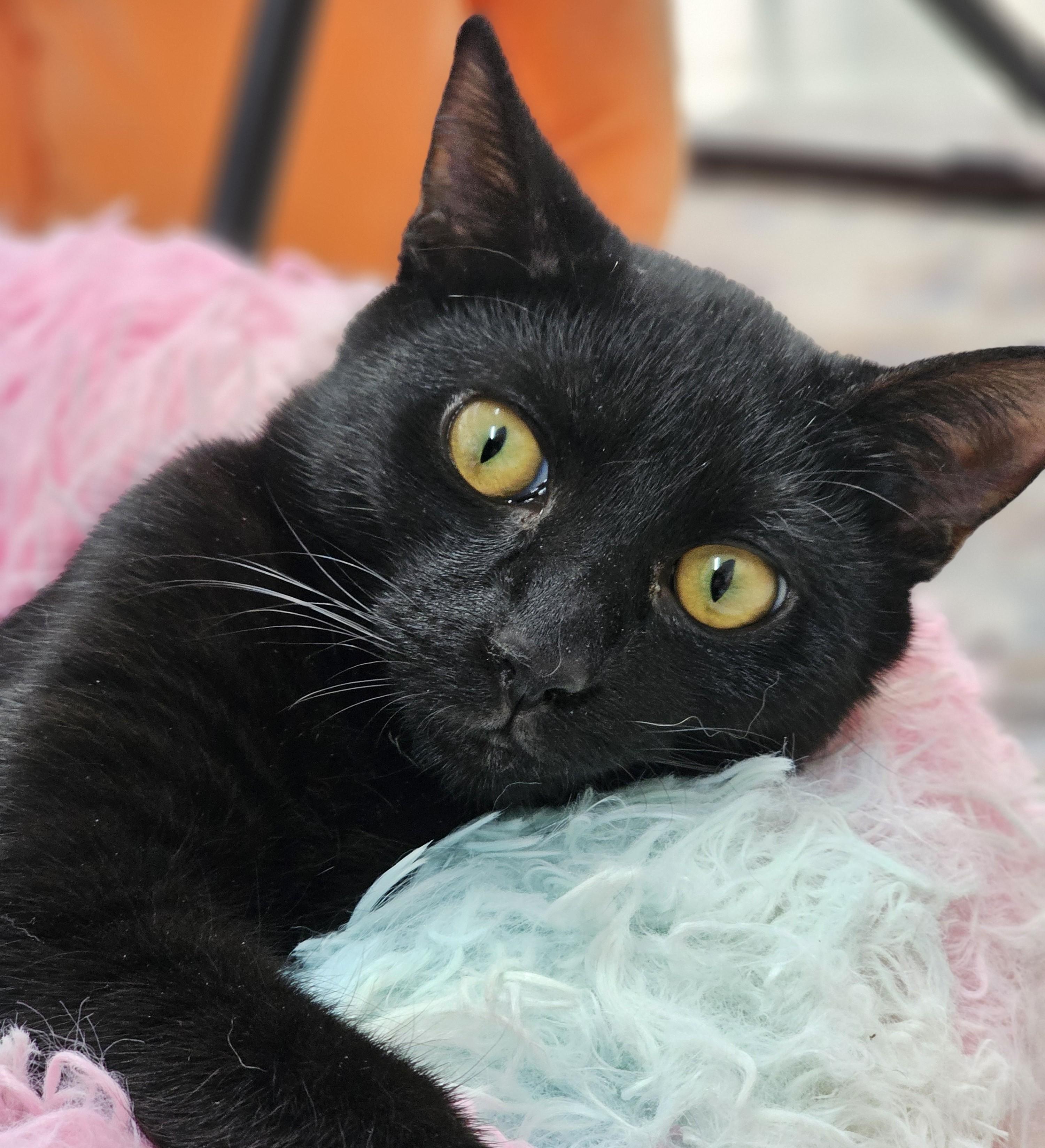 Enlarge Edwyn Rosa, a Adoptable Domestic Short Hair in Toledo, OH image 1/3