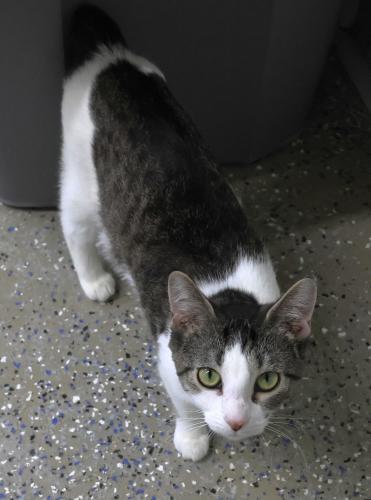 Enlarge Ebba, a Adoptable mixed breed in Thief River Falls, MN image 1/1
