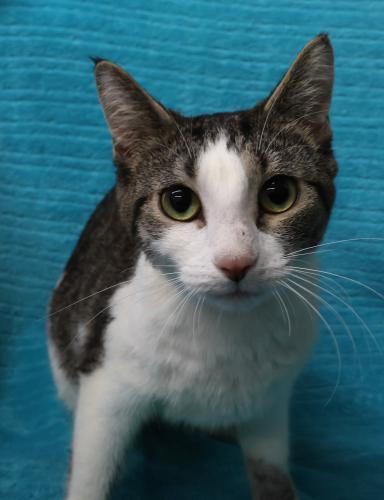 Ebba, Adoptable, Adult Female Domestic Short Hair.
