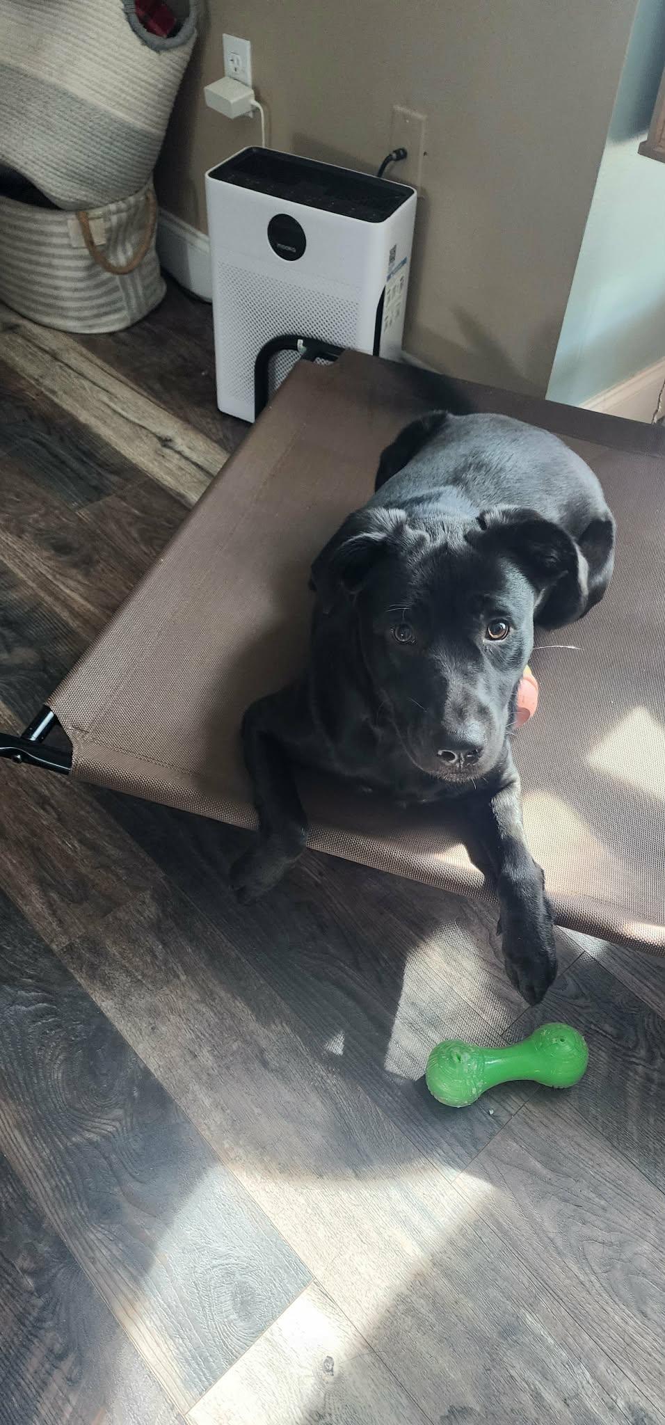 Poppy, an adopted mixed breed in Kissimmee, FL image 4/5