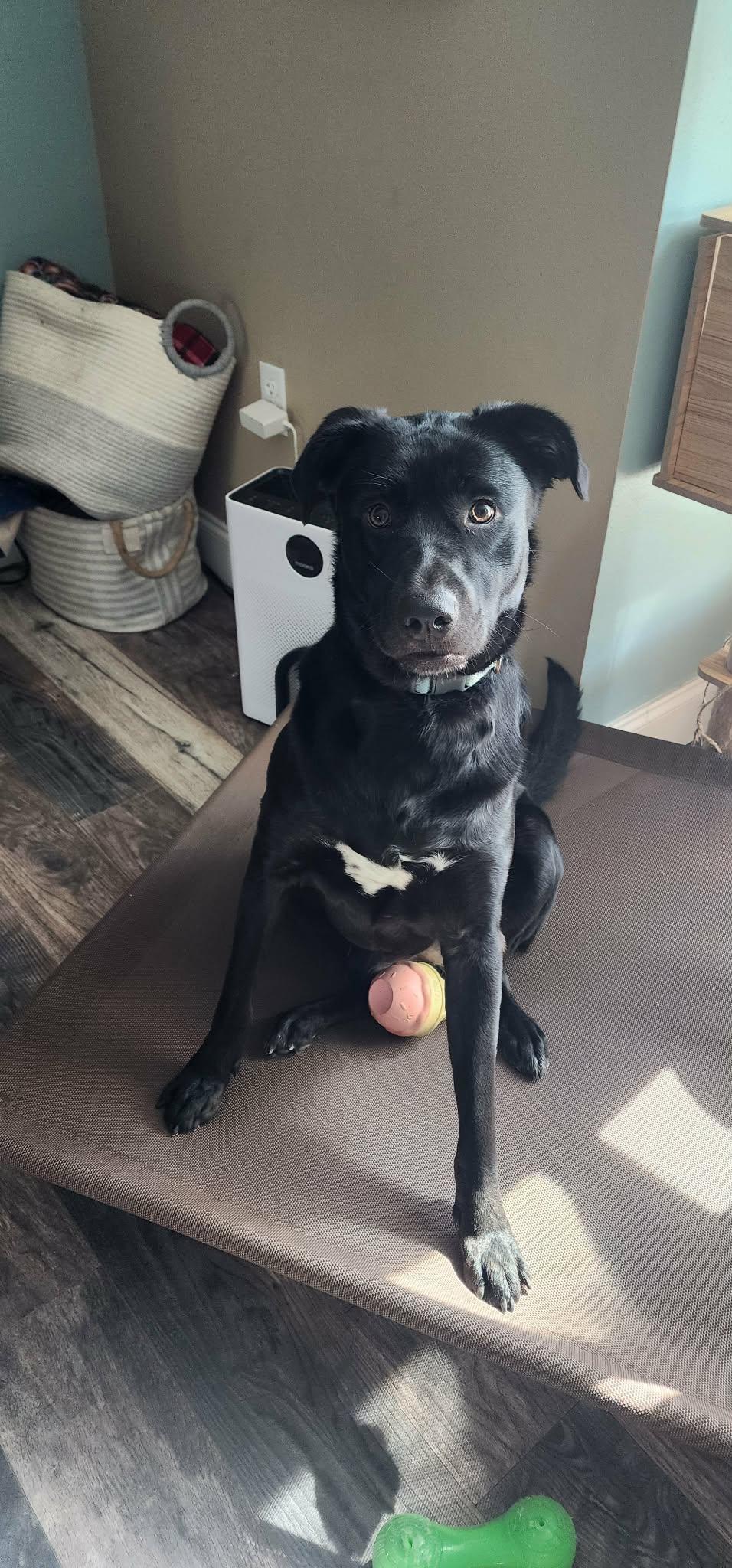Poppy, an adopted mixed breed in Kissimmee, FL image 5/5