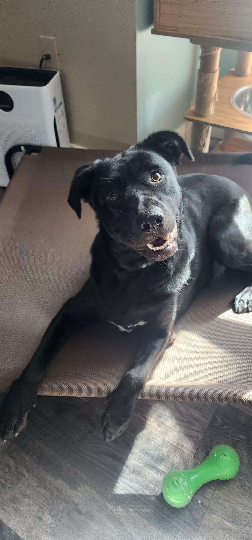 Poppy, an adopted mixed breed in Kissimmee, FL image 2/5