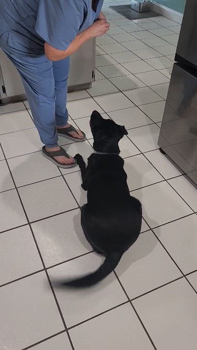 Enlarge Poppy, an adopted mixed breed in Kissimmee, FL video 3/5