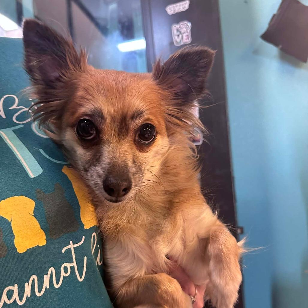 Della, adopted, Adult Female Chihuahua & Mixed Breed.