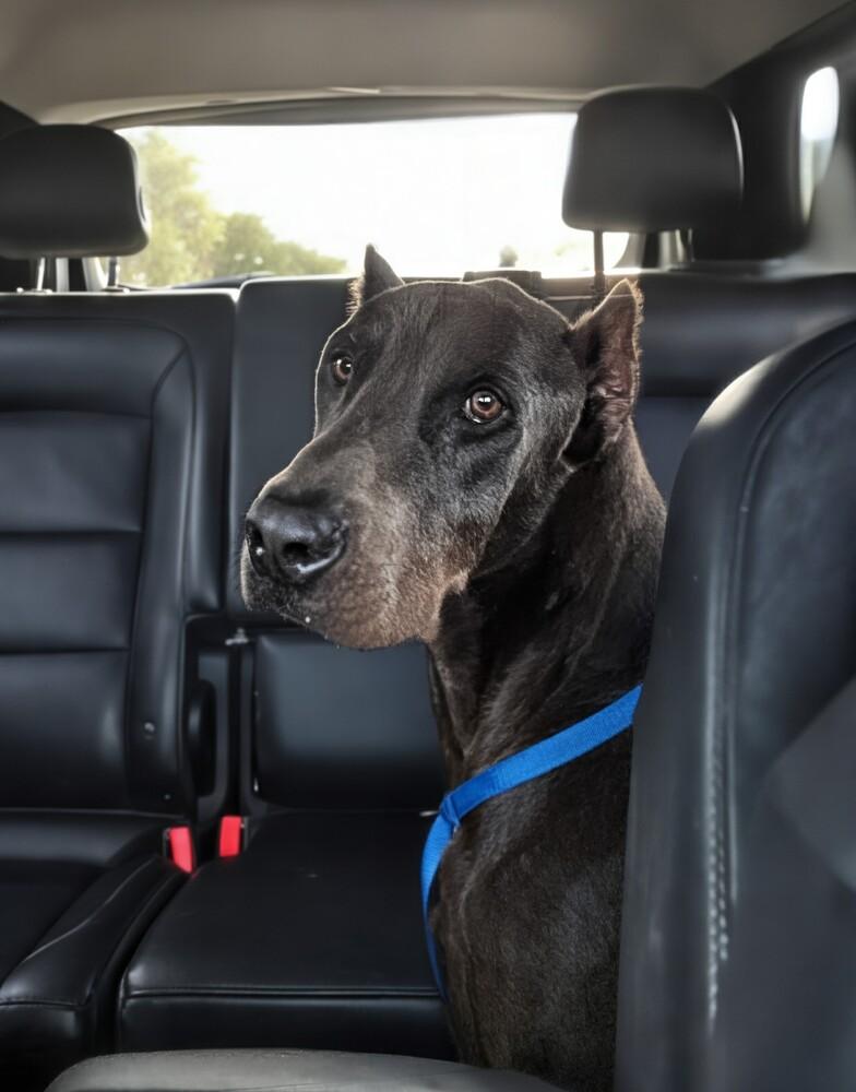 Grady 💜🤍 #A139019, Adoptable, Adult Male Doberman Pinscher.