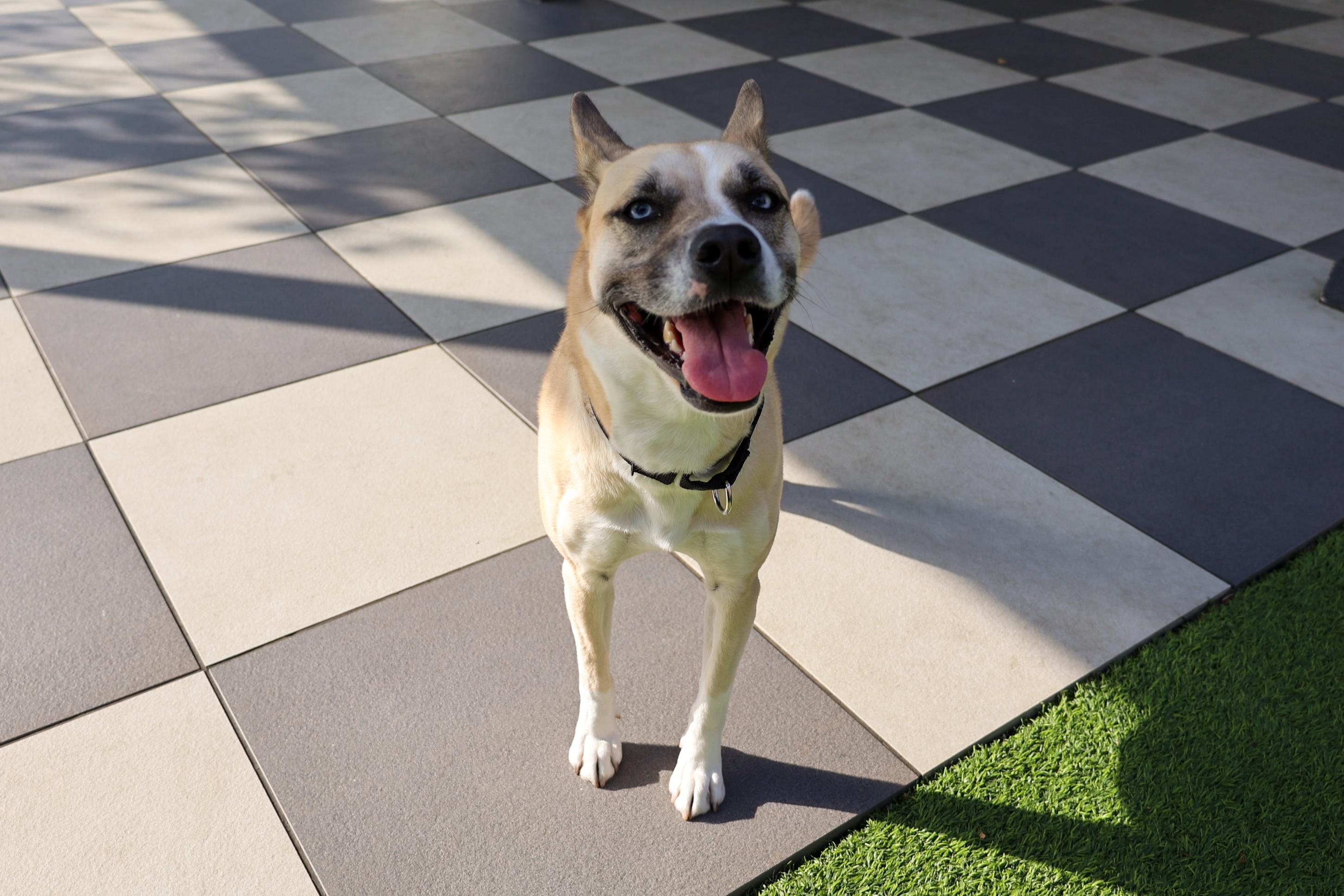 Aliza, a Adoptable mixed breed in Chicago, IL image 3/6