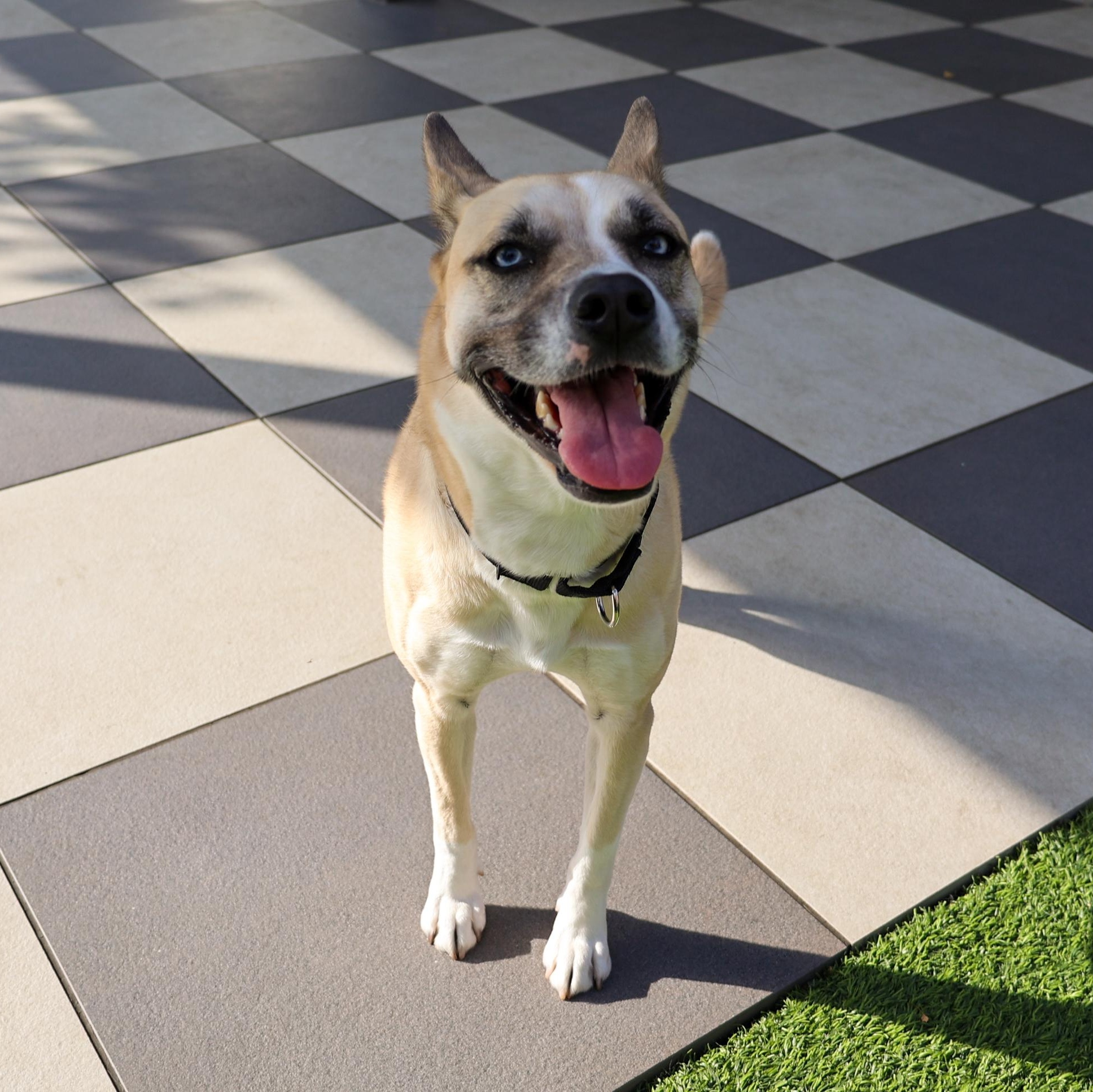 Enlarge Aliza, a Adoptable mixed breed in Chicago, IL image 2/3