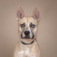 Aliza, a Adoptable mixed breed in Chicago, IL image 6/6
