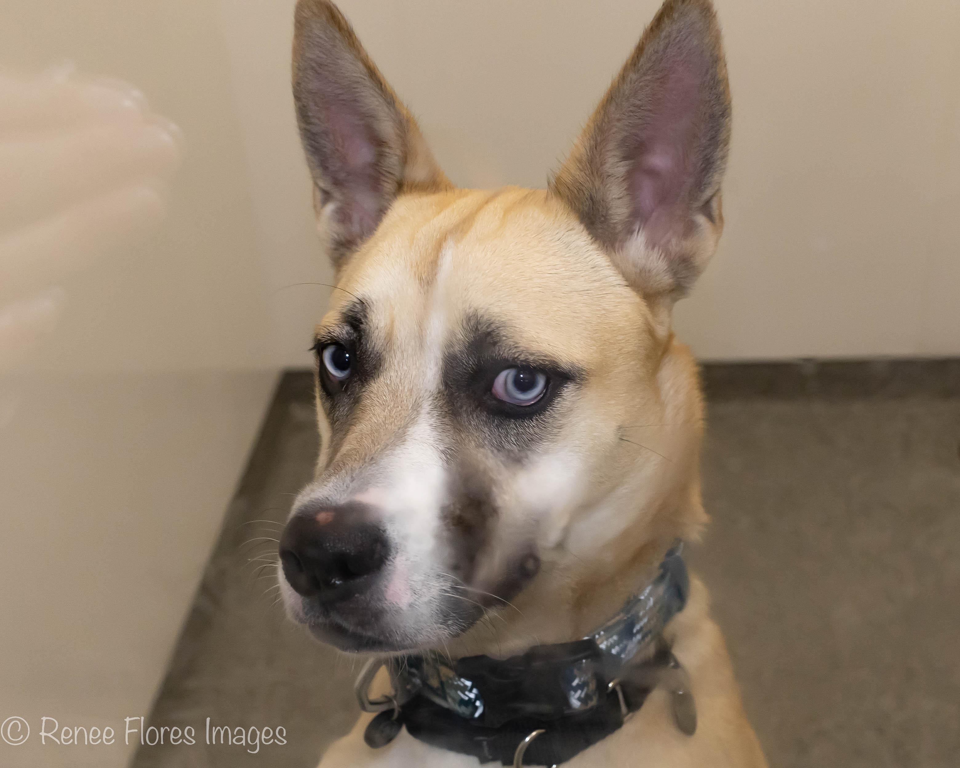 Aliza, a Adoptable mixed breed in Chicago, IL image 5/6
