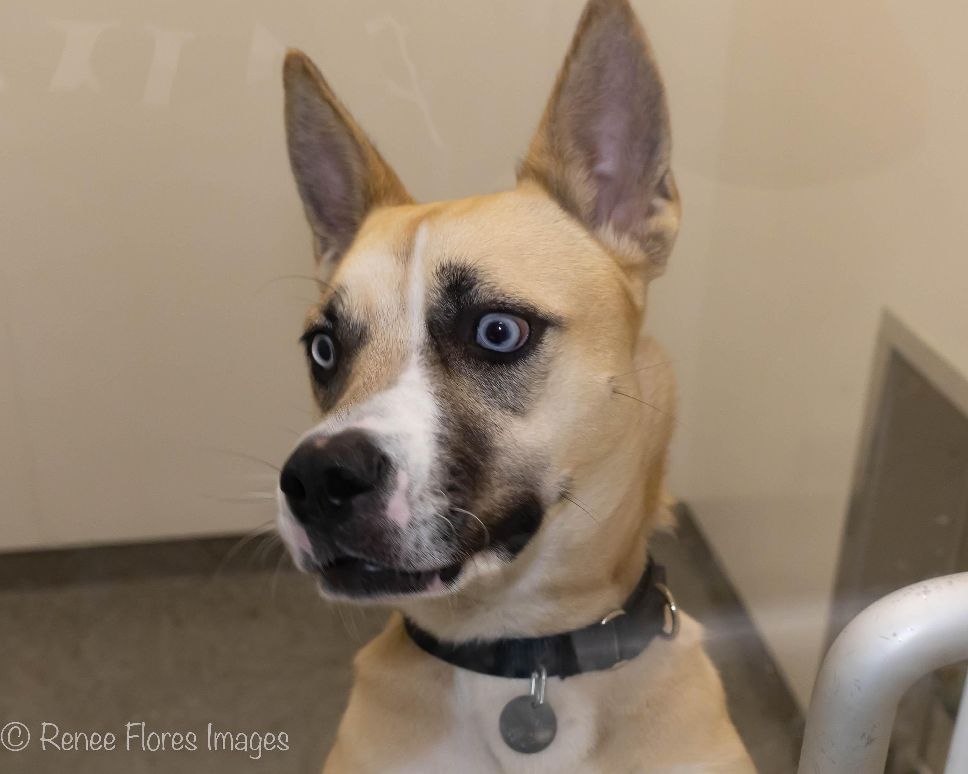 Aliza, a Adoptable mixed breed in Chicago, IL image 2/6