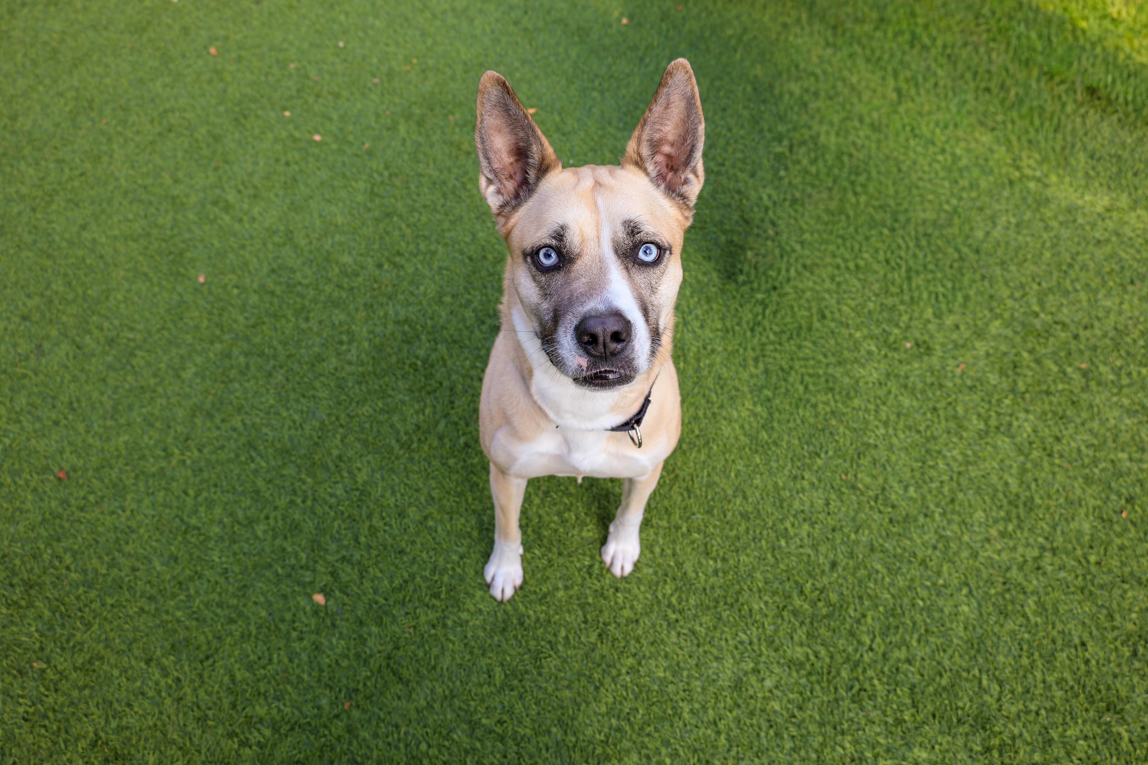 Aliza, a Adoptable mixed breed in Chicago, IL image 4/6