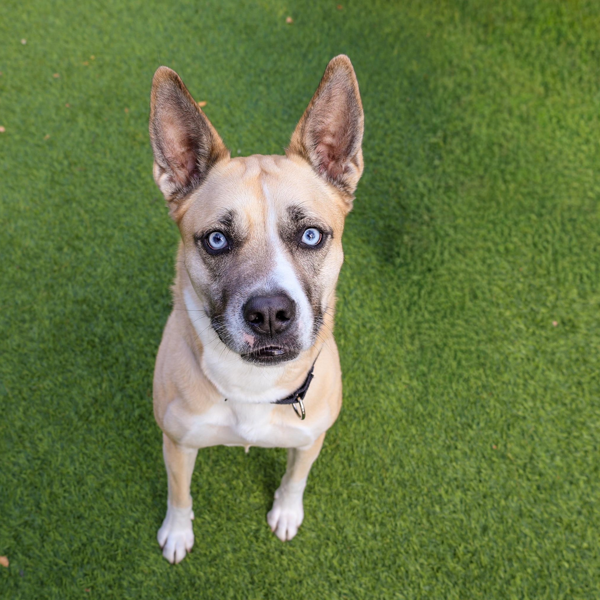 Enlarge Aliza, a Adoptable mixed breed in Chicago, IL image 3/3