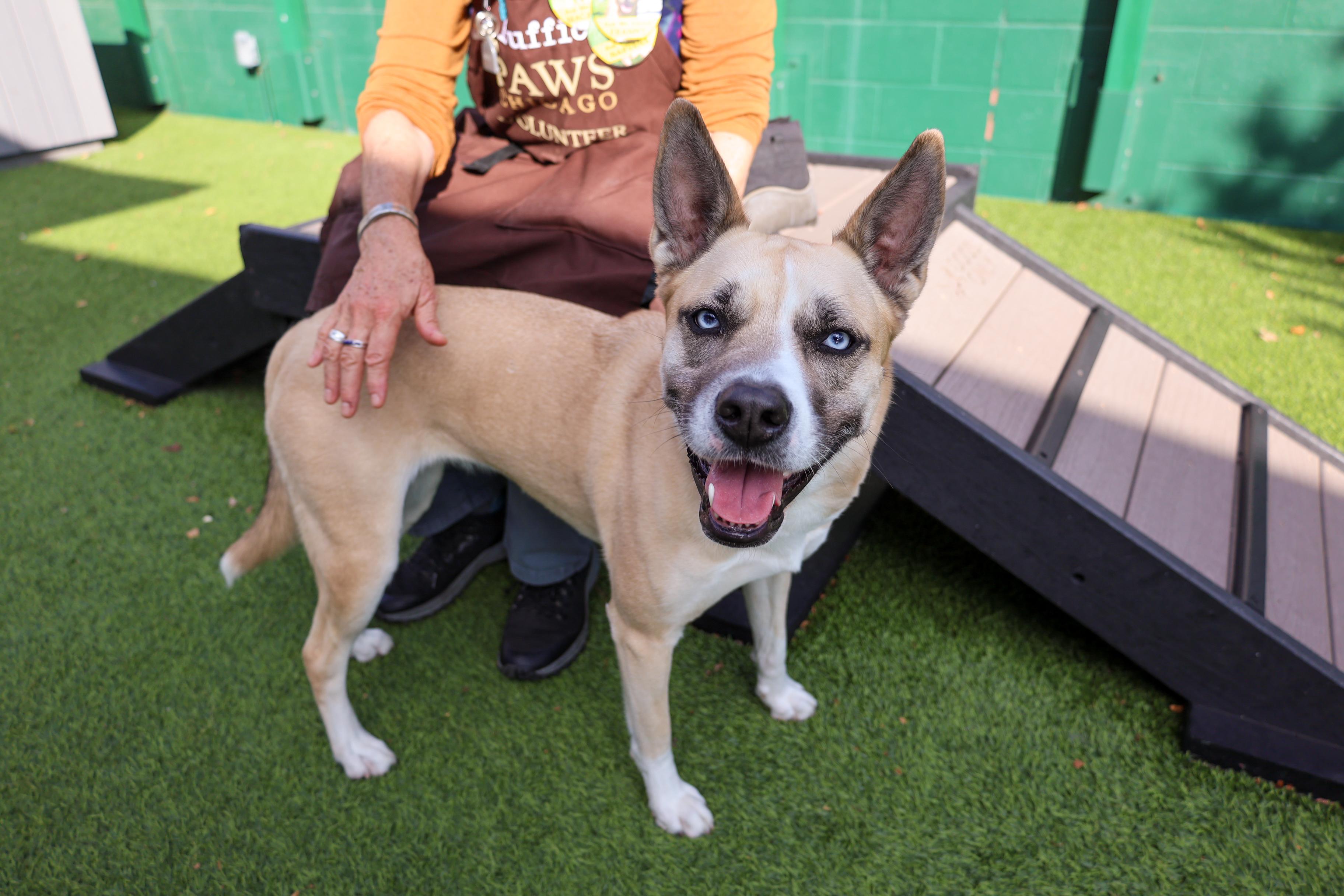 Aliza, Adoptable, Adult Female Mixed Breed.