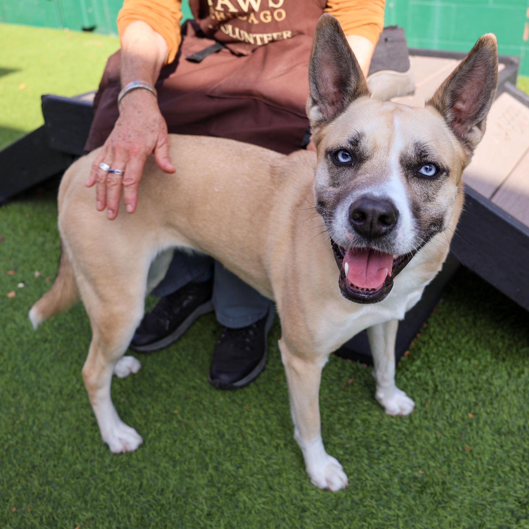 Enlarge Aliza, a Adoptable mixed breed in Chicago, IL image 1/3