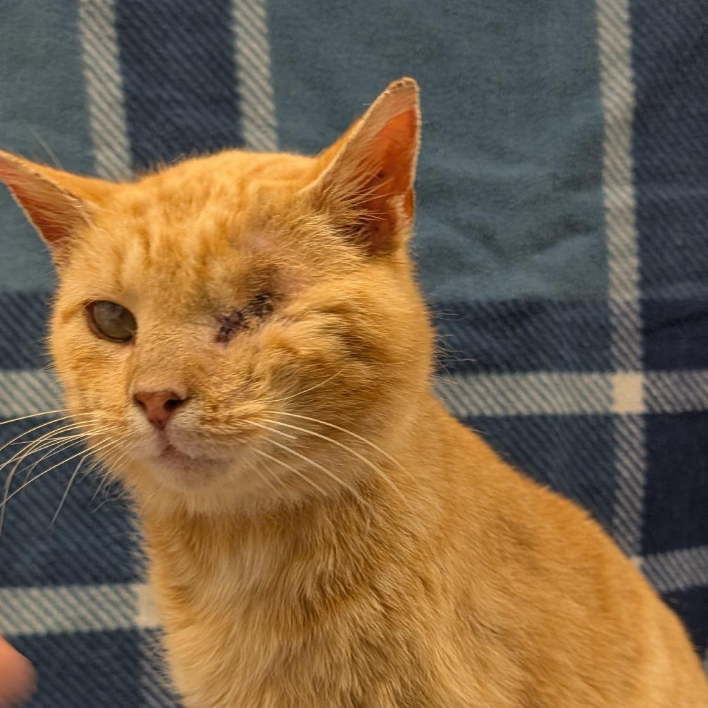 Duncan, Adoptable, Adult Male Domestic Short Hair.