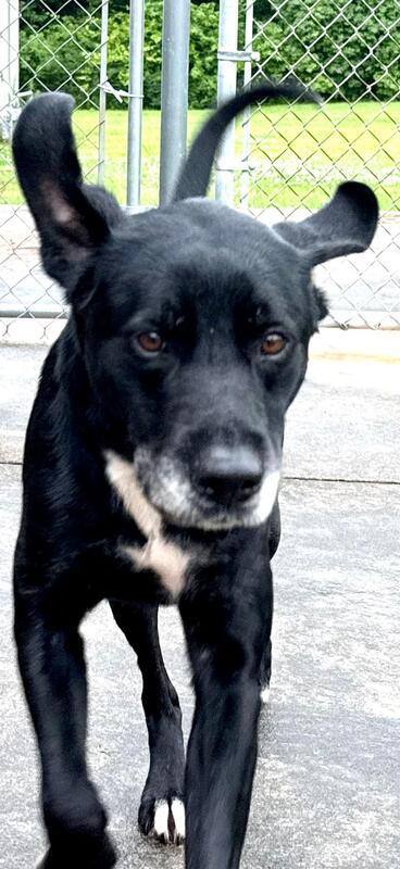 Merle, a ADOPTABLE mixed breed in New Canaan, CT image 3/6
