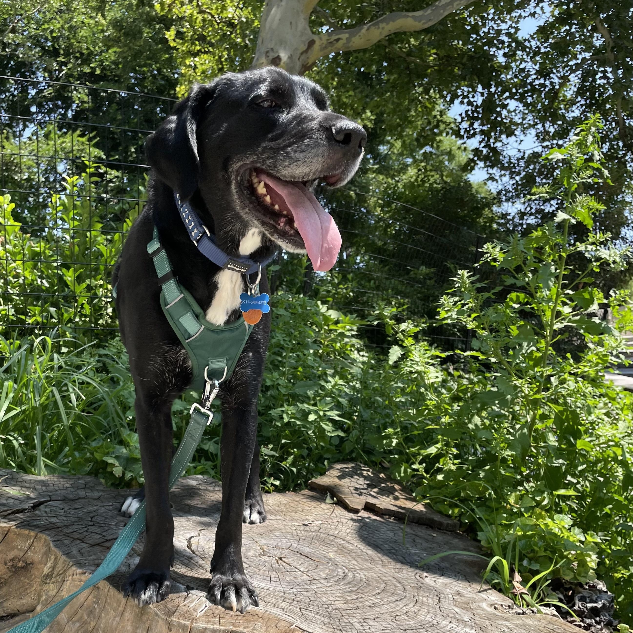 Enlarge Merle, a ADOPTABLE mixed breed in New Canaan, CT image 2/6