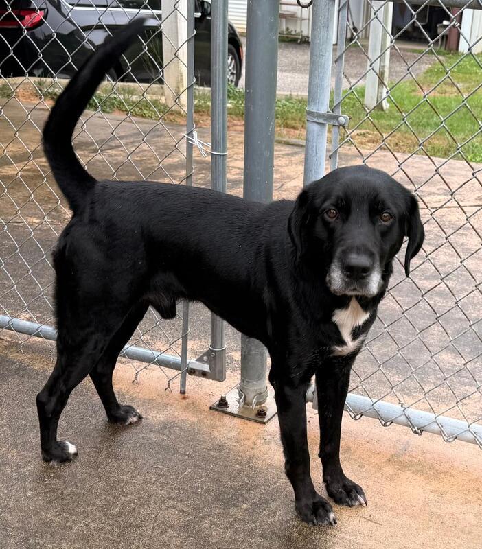 Merle, a ADOPTABLE mixed breed in New Canaan, CT image 1/6