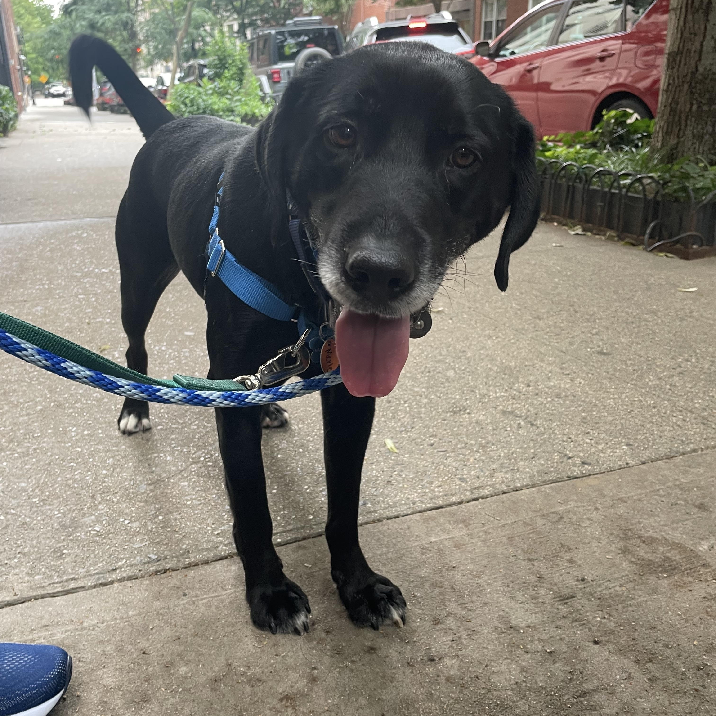Enlarge Merle, a ADOPTABLE mixed breed in New Canaan, CT image 4/6