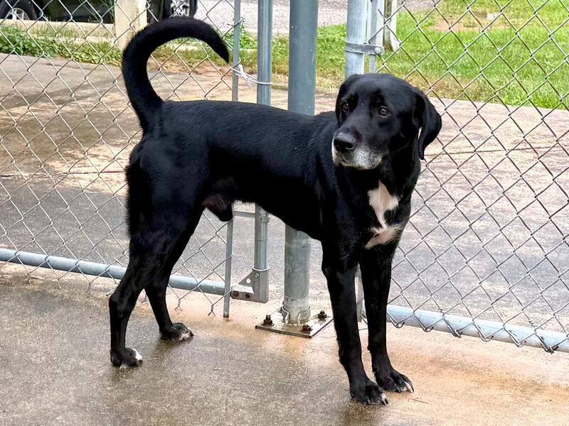 Merle, a ADOPTABLE mixed breed in New Canaan, CT image 4/6