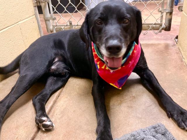 Enlarge Merle, a ADOPTABLE mixed breed in New Canaan, CT image 2/6