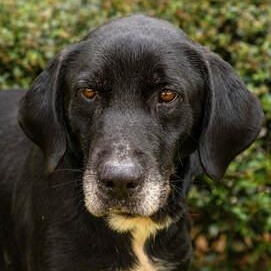 Merle, a ADOPTABLE mixed breed in New Canaan, CT image 2/6