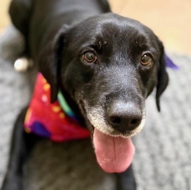 Enlarge Merle, a ADOPTABLE mixed breed in New Canaan, CT image 1/6