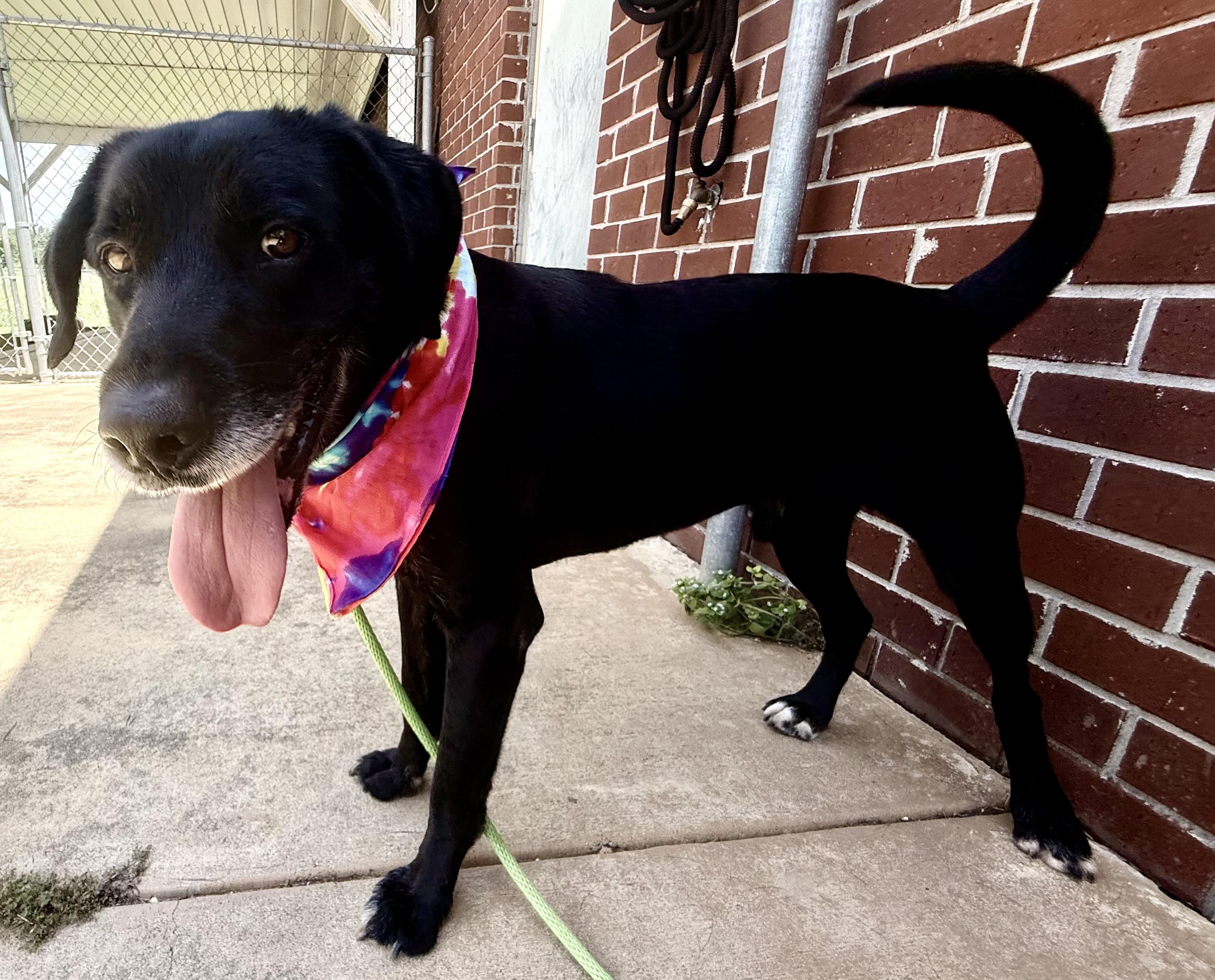 Enlarge Merle, a ADOPTABLE mixed breed in New Canaan, CT image 3/6